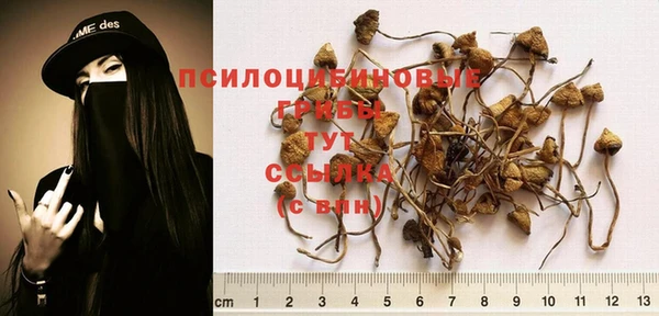 твердый Магас